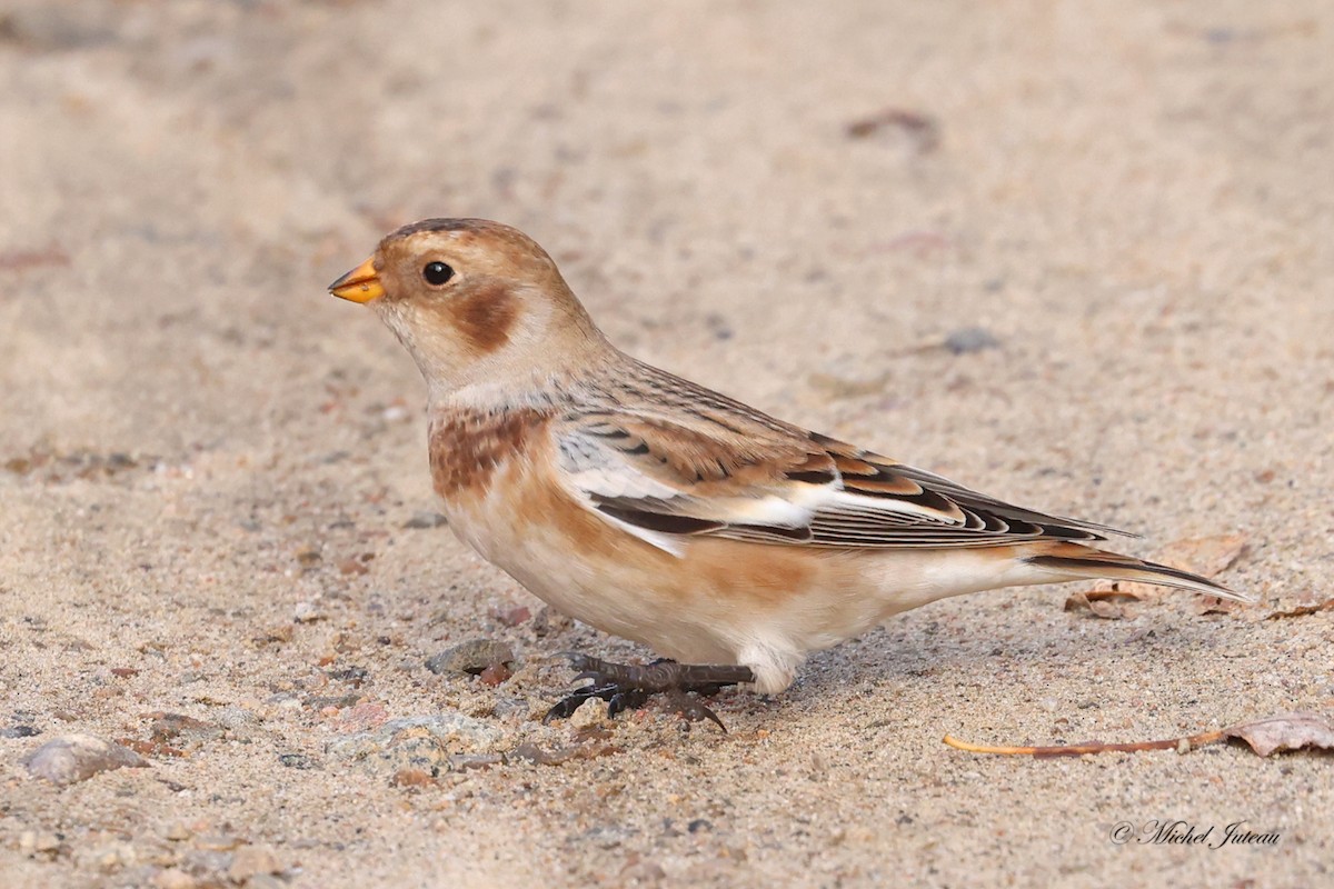 Цасч хөмрөг - ML610355451