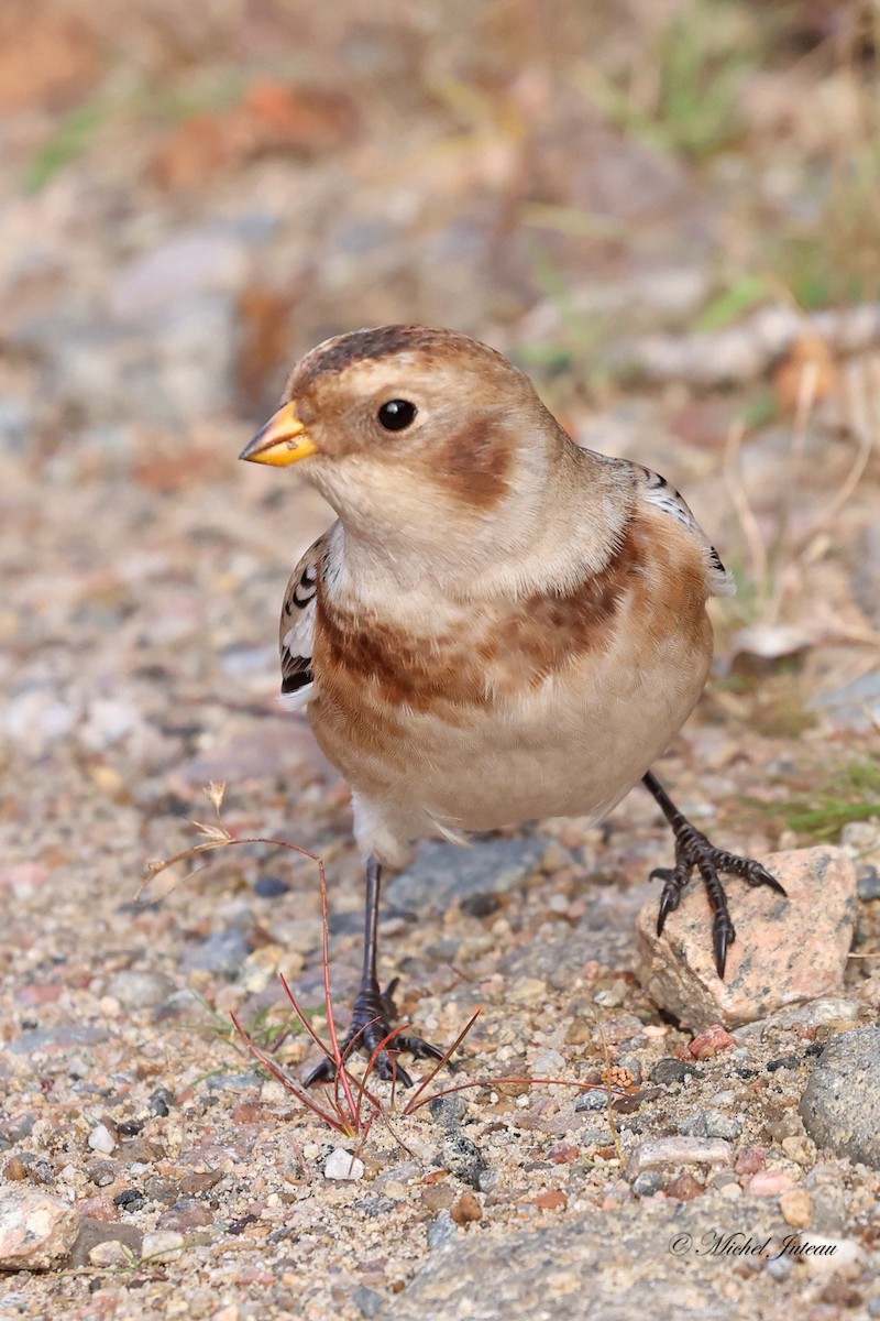 Цасч хөмрөг - ML610355452