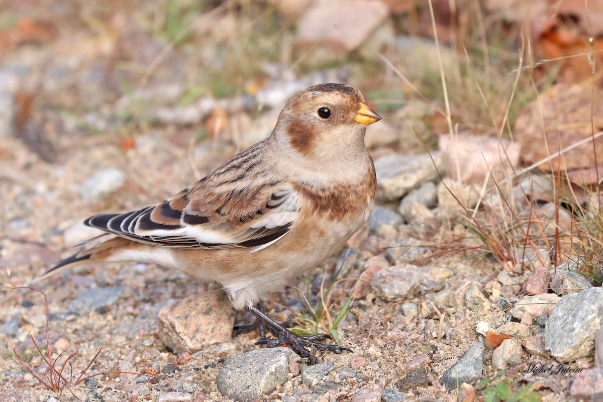 Цасч хөмрөг - ML610355453