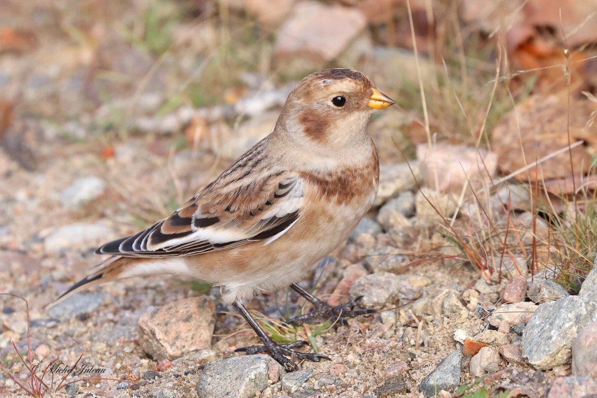 Цасч хөмрөг - ML610355454