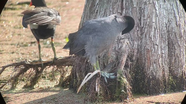 American Coot - ML610355520