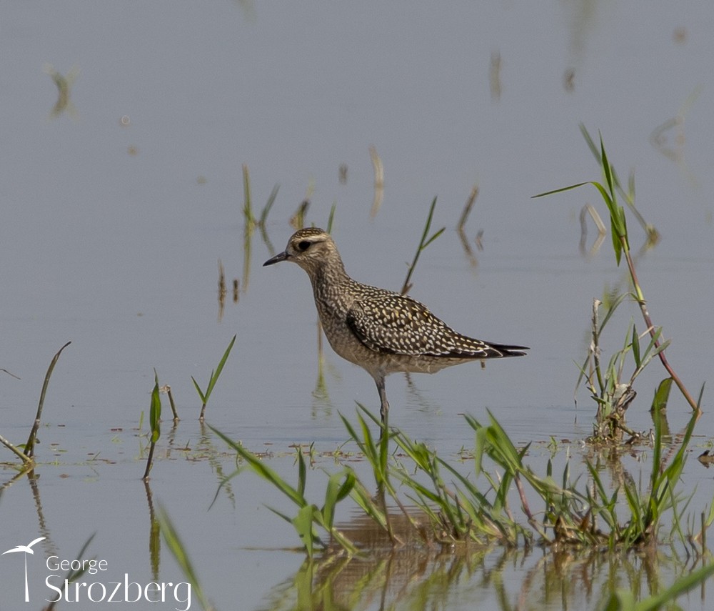 American Golden-Plover - George Strozberg