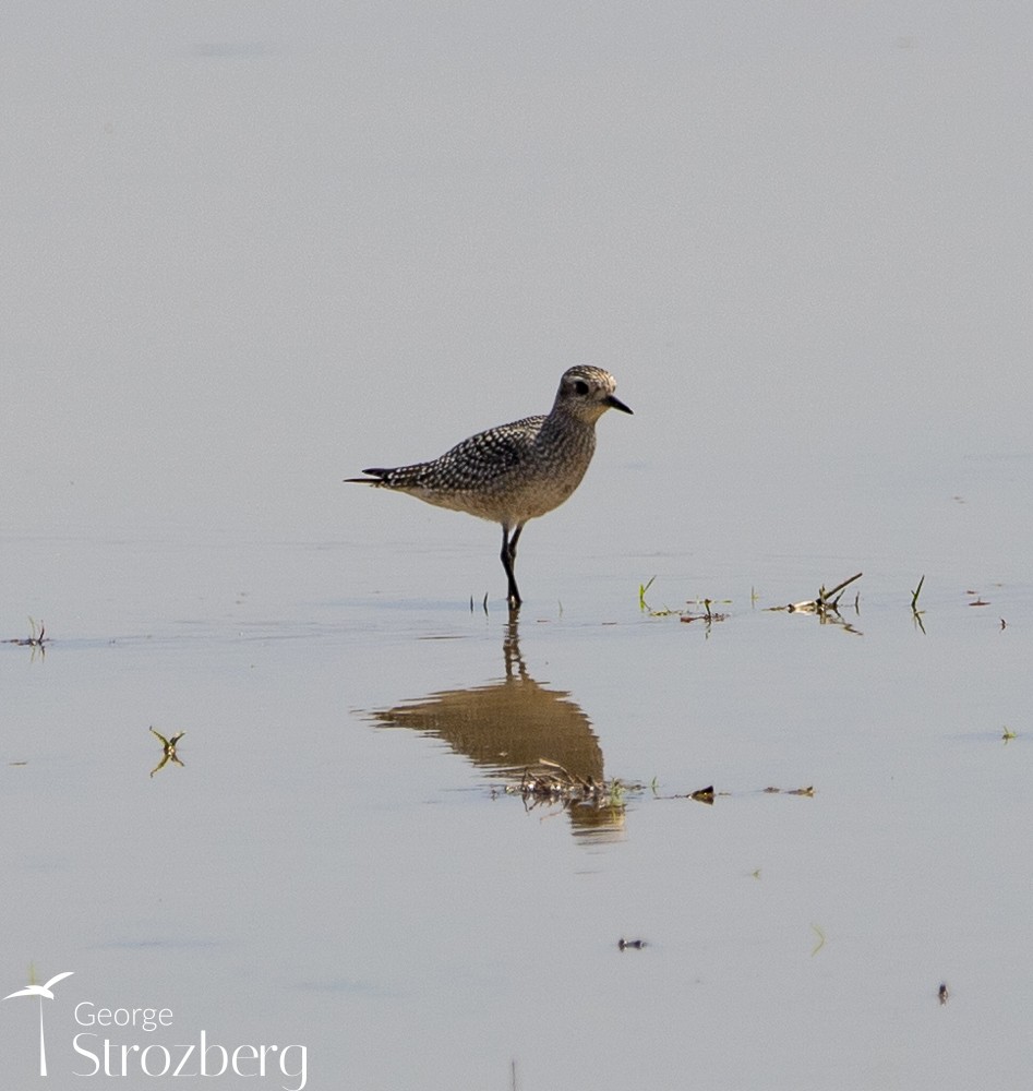 American Golden-Plover - George Strozberg