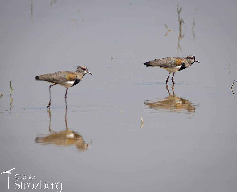 Southern Lapwing - George Strozberg