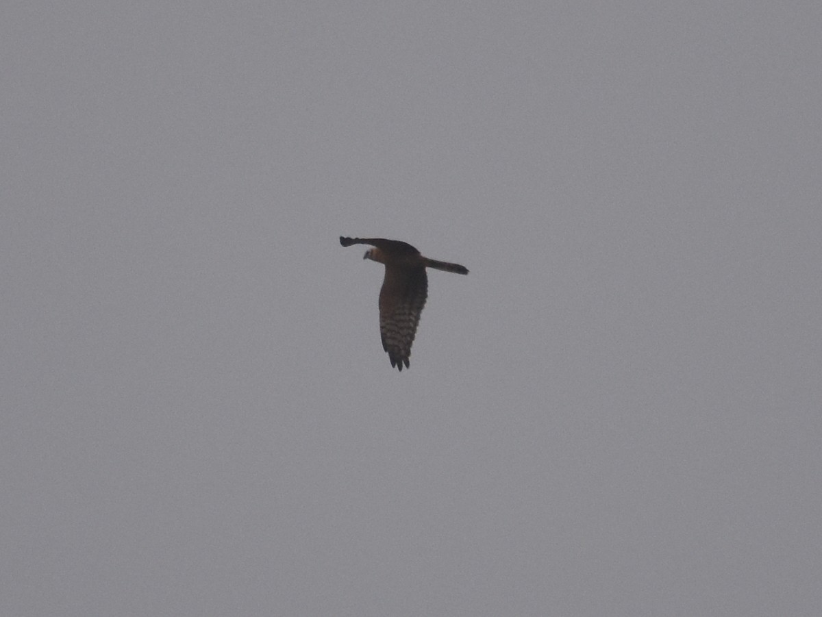 Montagu's Harrier - ML610355675