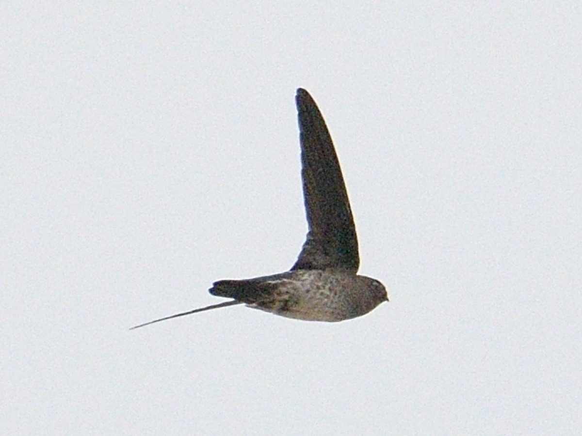 Plume-toed Swiftlet - ML610355699