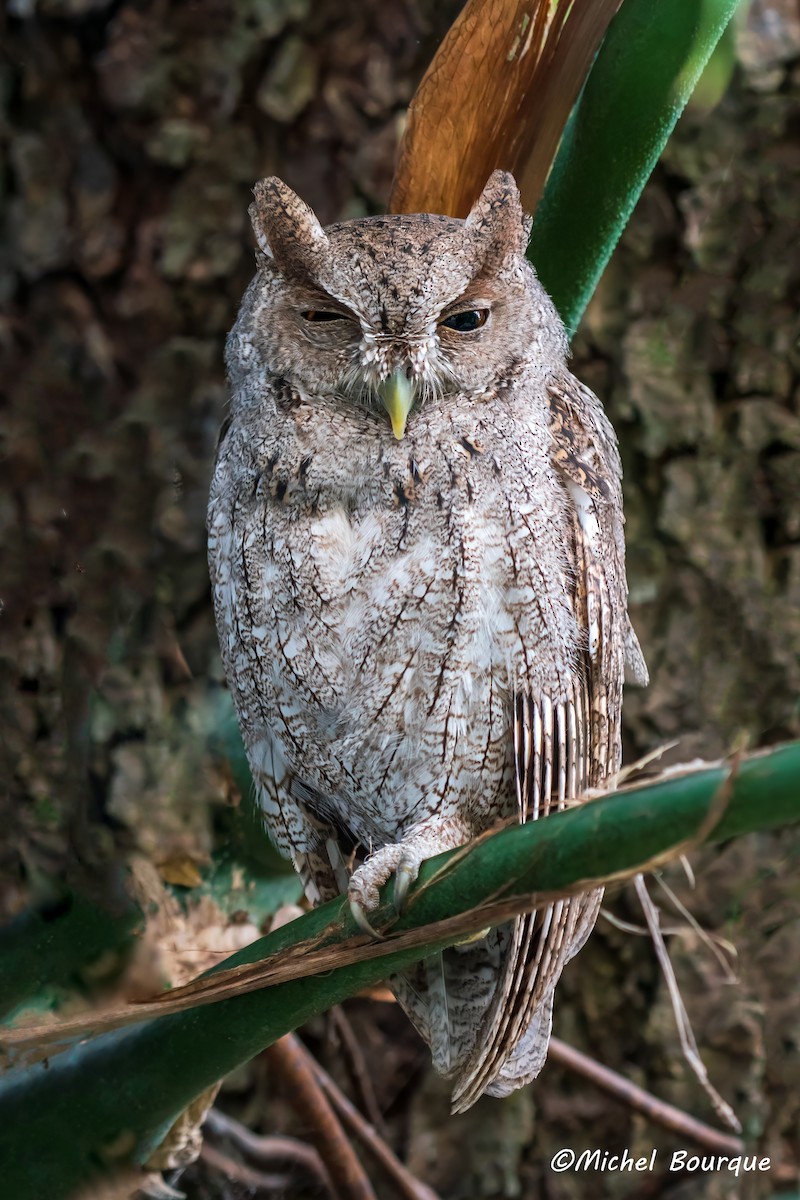 Pacific Screech-Owl - ML610355730