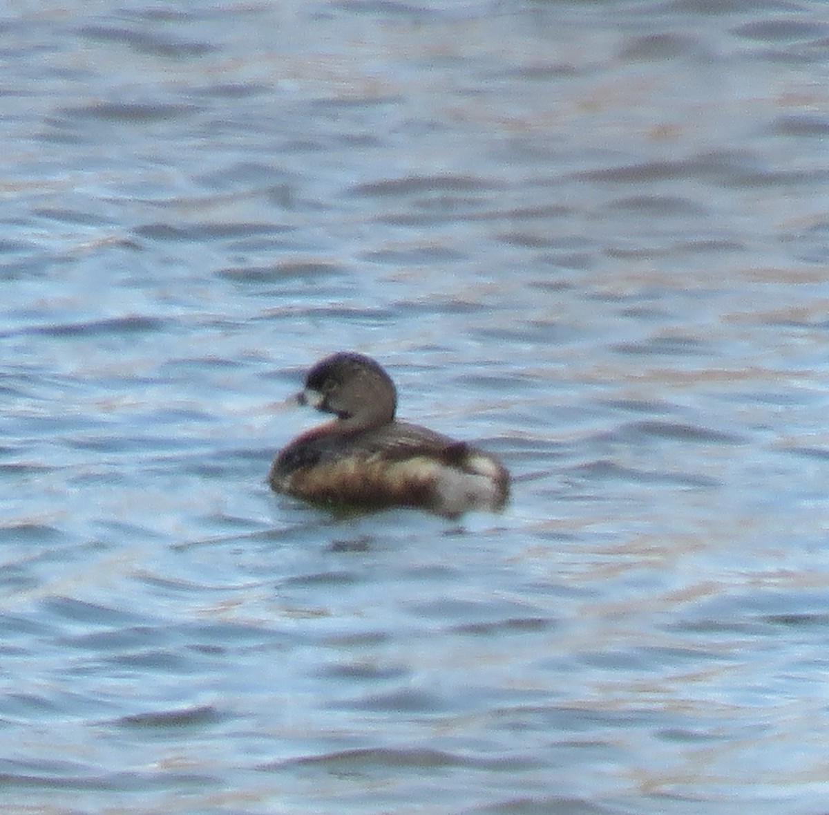 Pied-billed Grebe - ML610355752