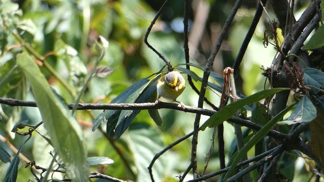 Black-faced Warbler - ML610355764