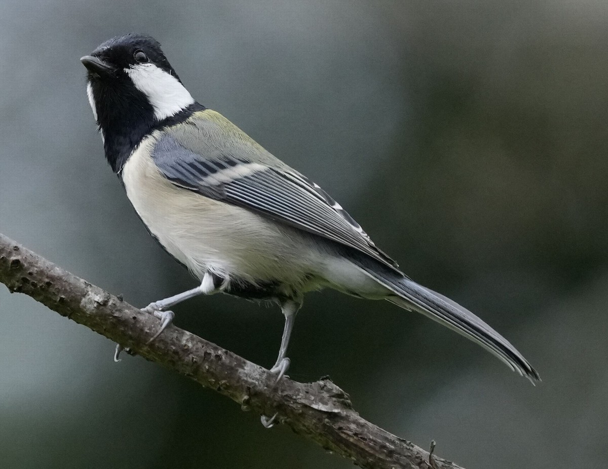 Asian Tit (Japanese) - ML610355786
