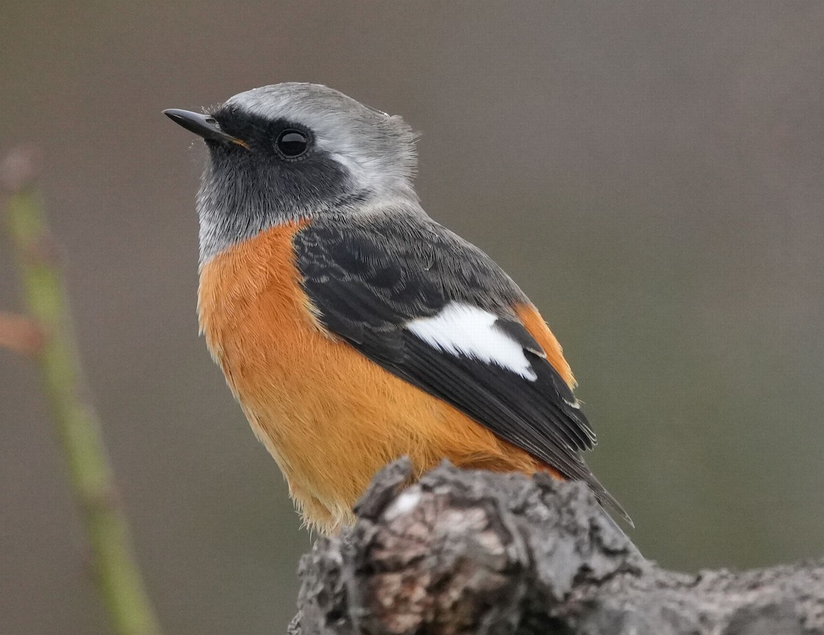 Daurian Redstart - ML610355800