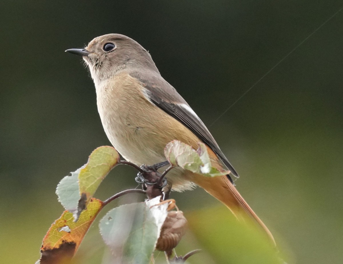 Daurian Redstart - ML610355812