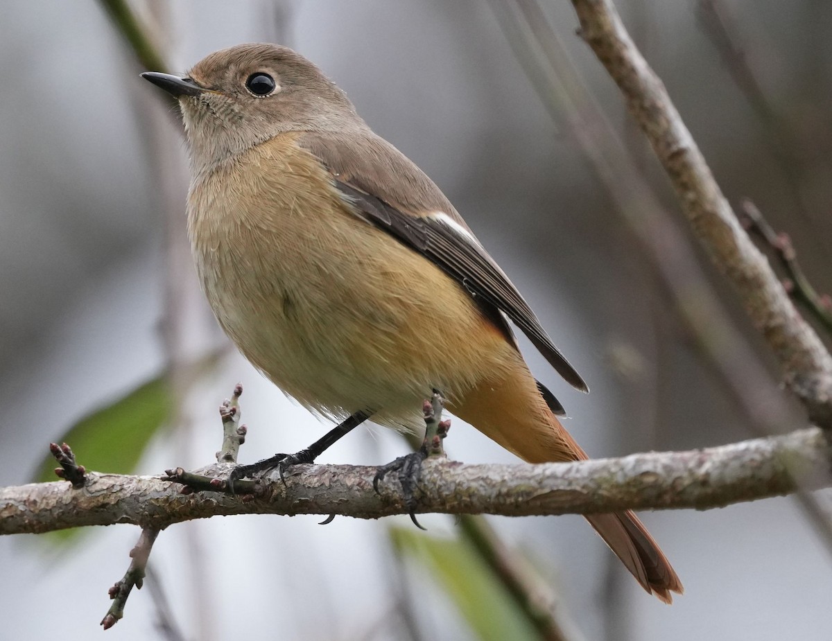 Daurian Redstart - ML610355815