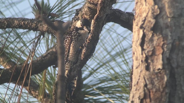 Red-cockaded Woodpecker - ML610355817