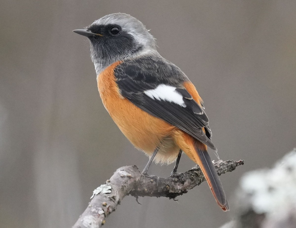 Daurian Redstart - ML610355820