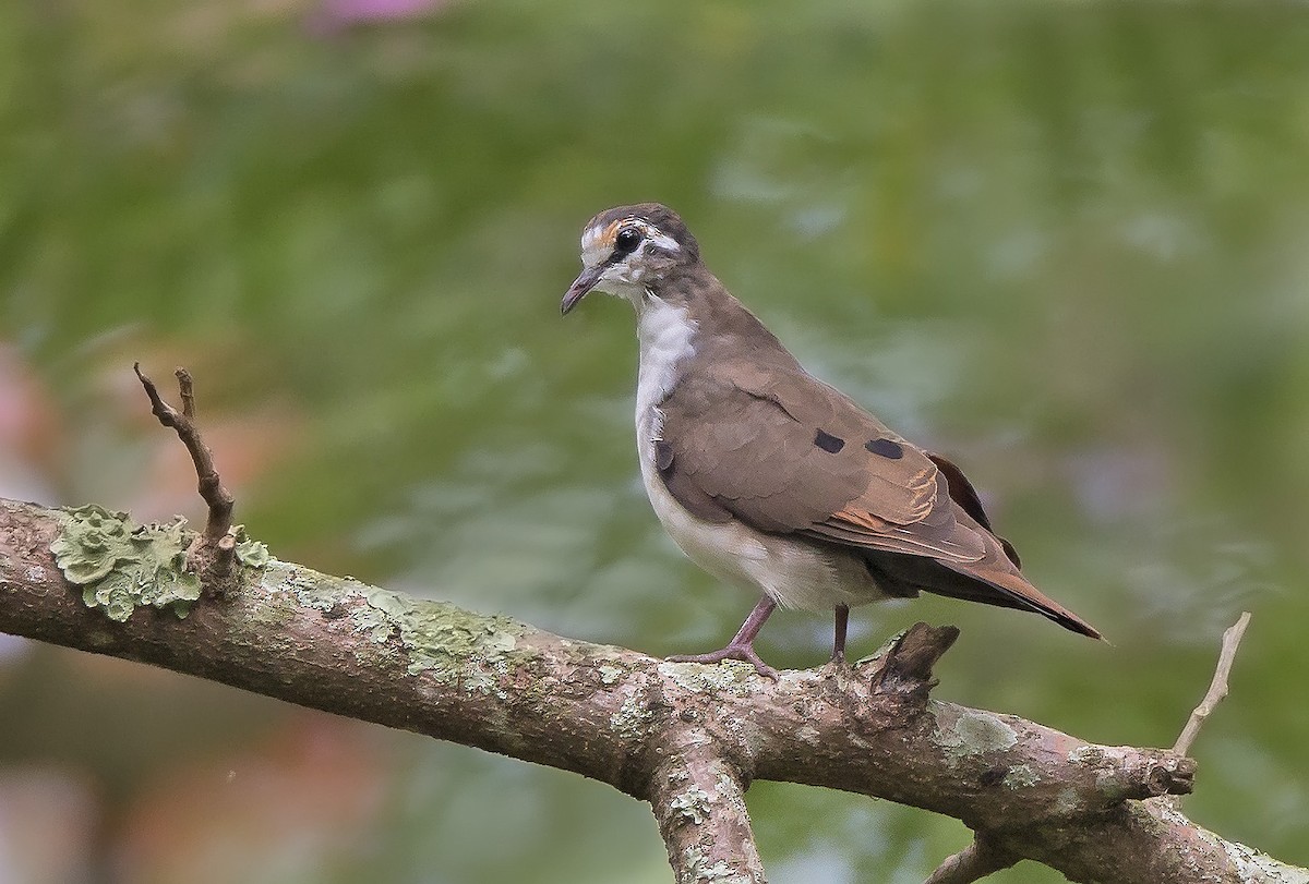 Tambourine Dove - ML610355845