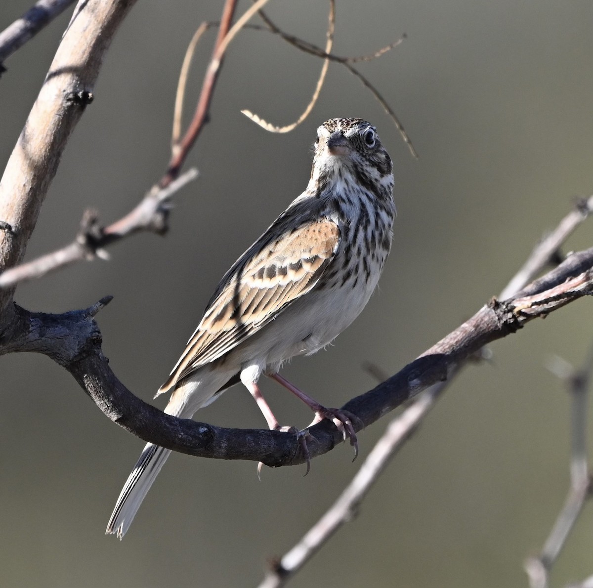 Vesper Sparrow - ML610355889