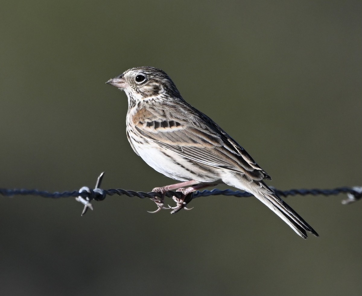 Vesper Sparrow - Wayne Poorman