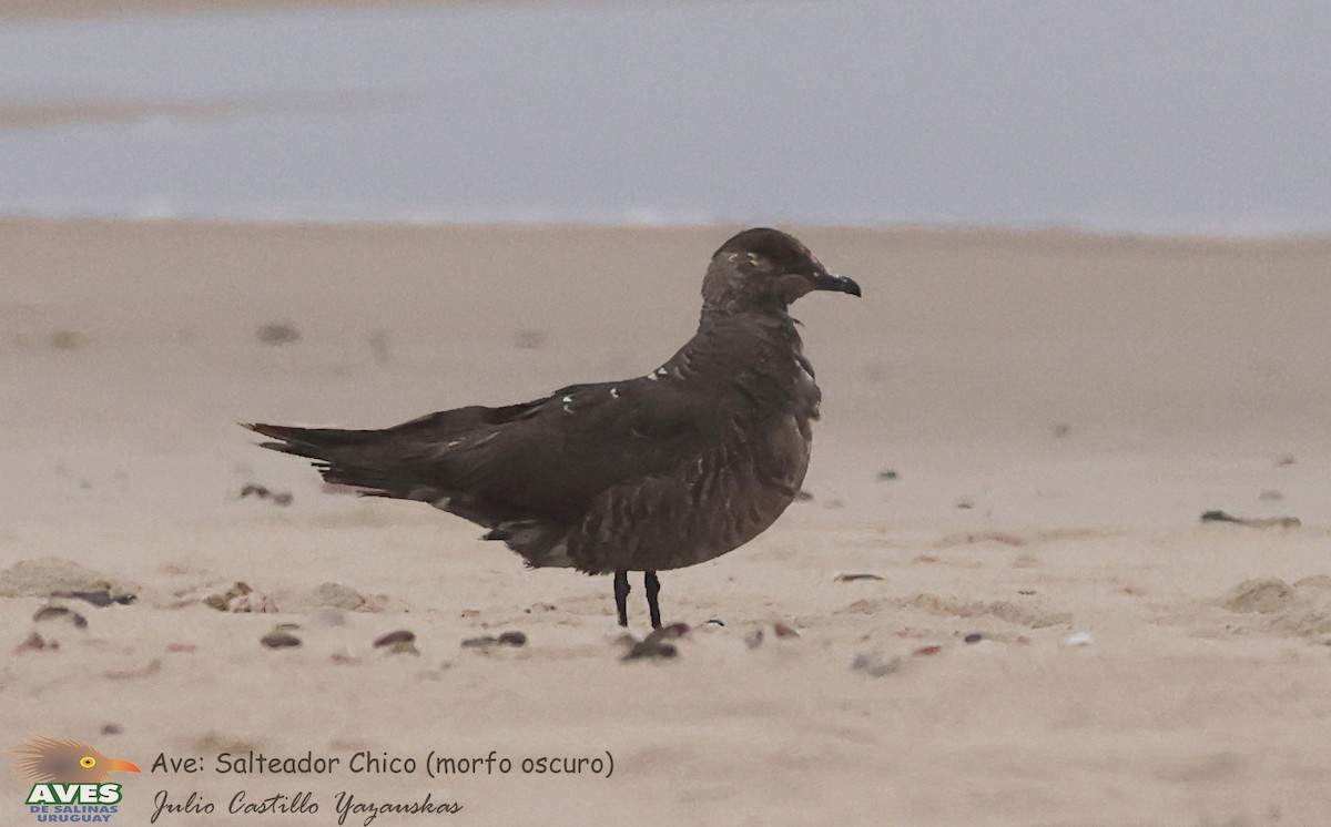 Parasitic Jaeger - ML610356127