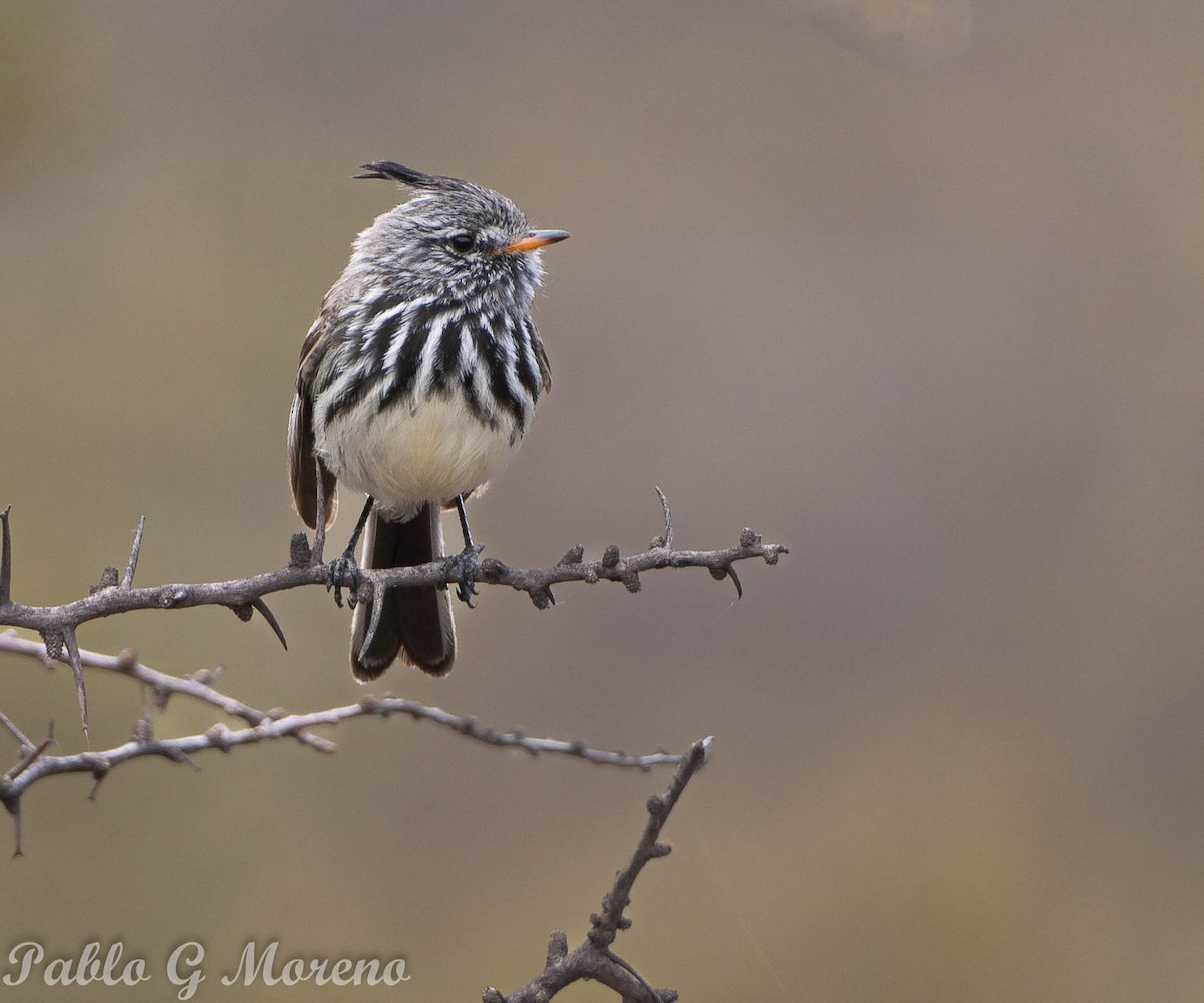 Yellow-billed Tit-Tyrant - ML610356149