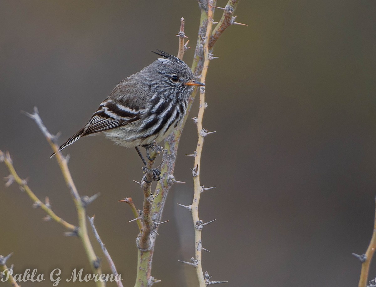 Yellow-billed Tit-Tyrant - ML610356150