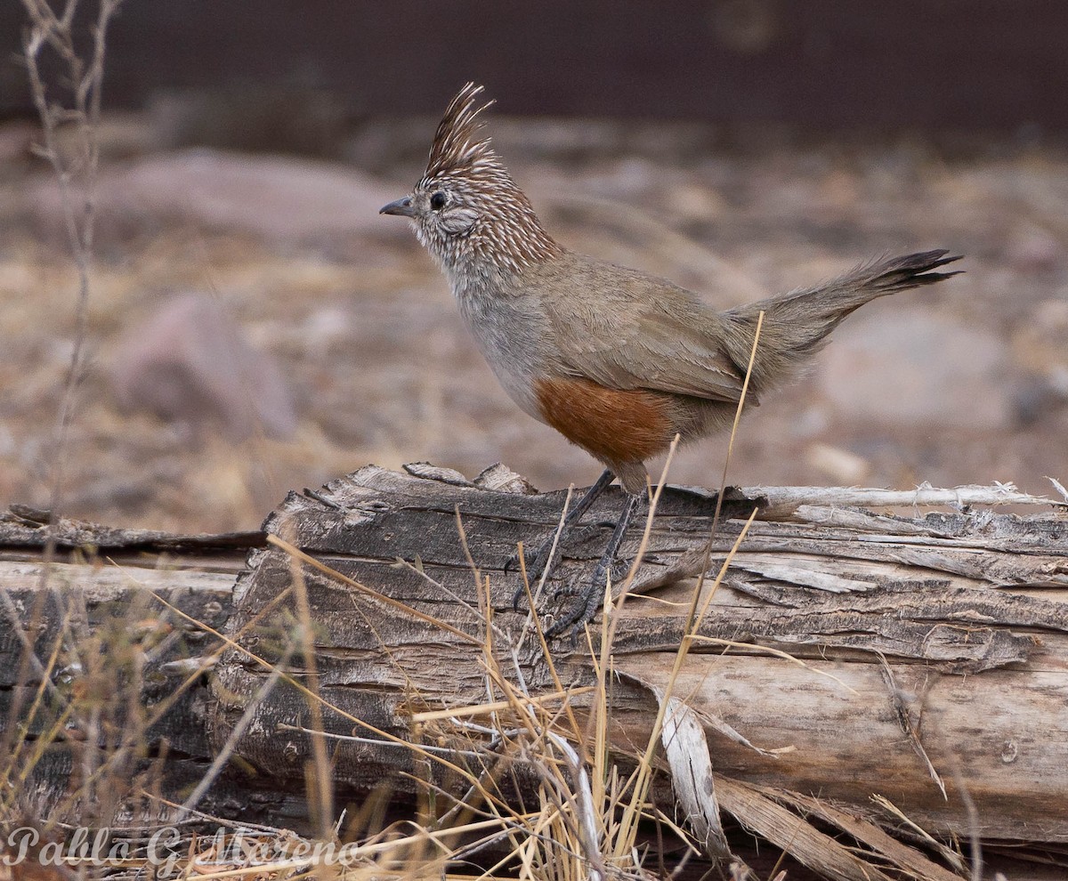 Gallito Copetón - ML610356169