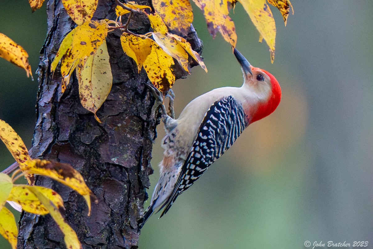 Red-bellied Woodpecker - ML610356199