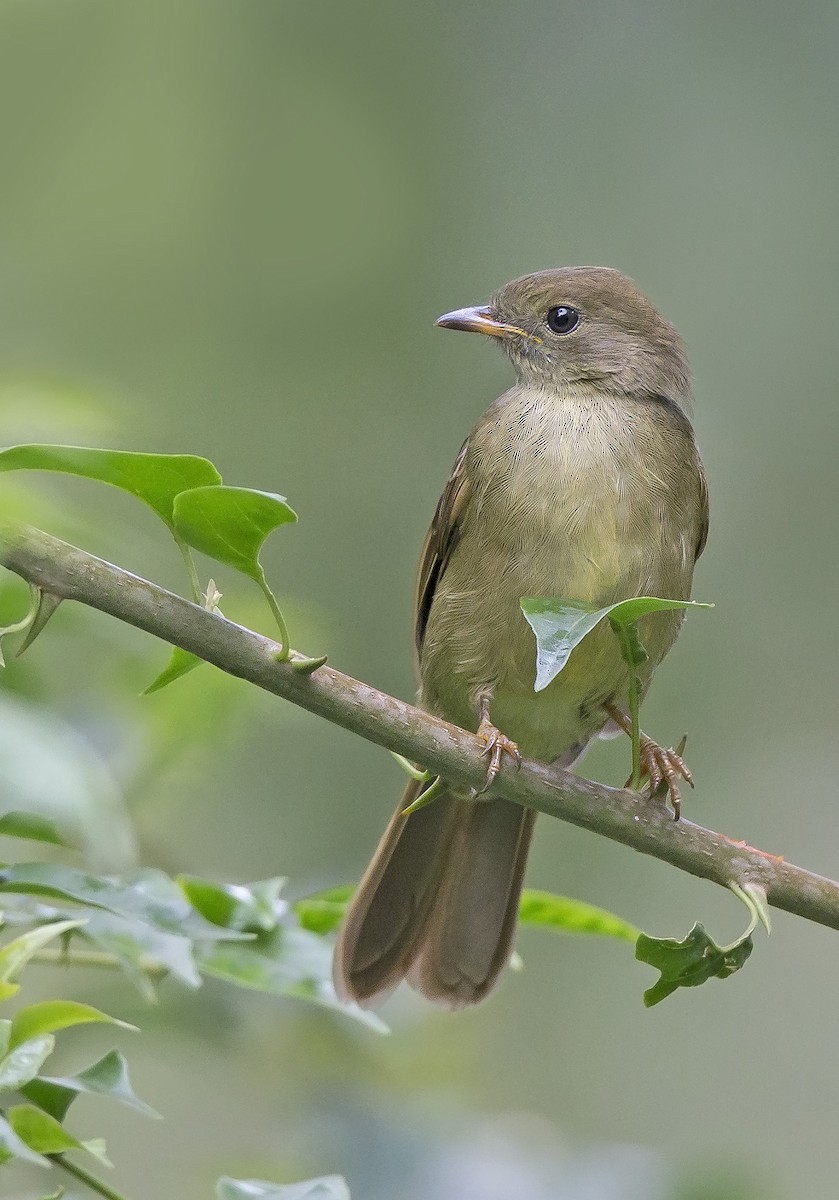 Little Greenbul - ML610356216