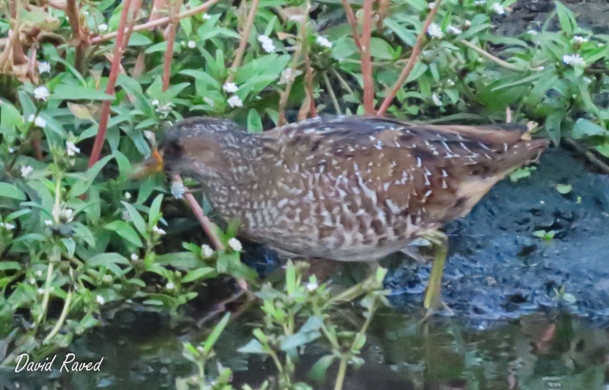 Spotted Crake - ML610356218