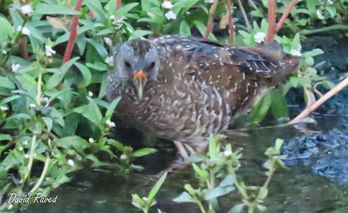 Spotted Crake - ML610356219