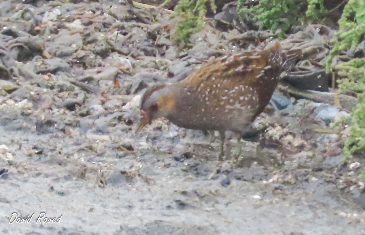 Spotted Crake - ML610356223