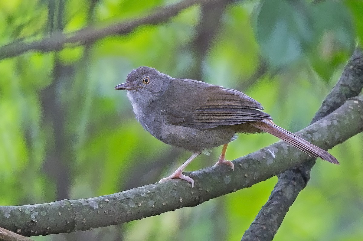 Bulbul Verdioliva - ML610356224