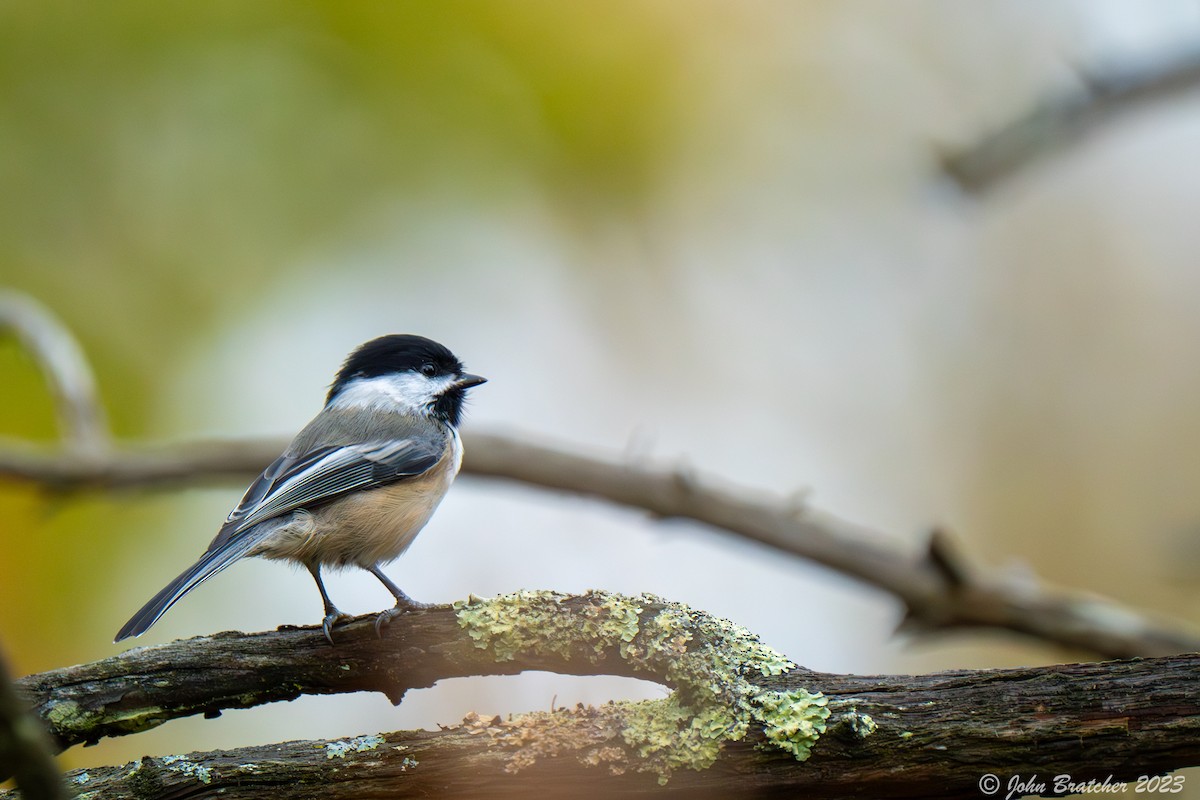 Mésange à tête noire - ML610356239