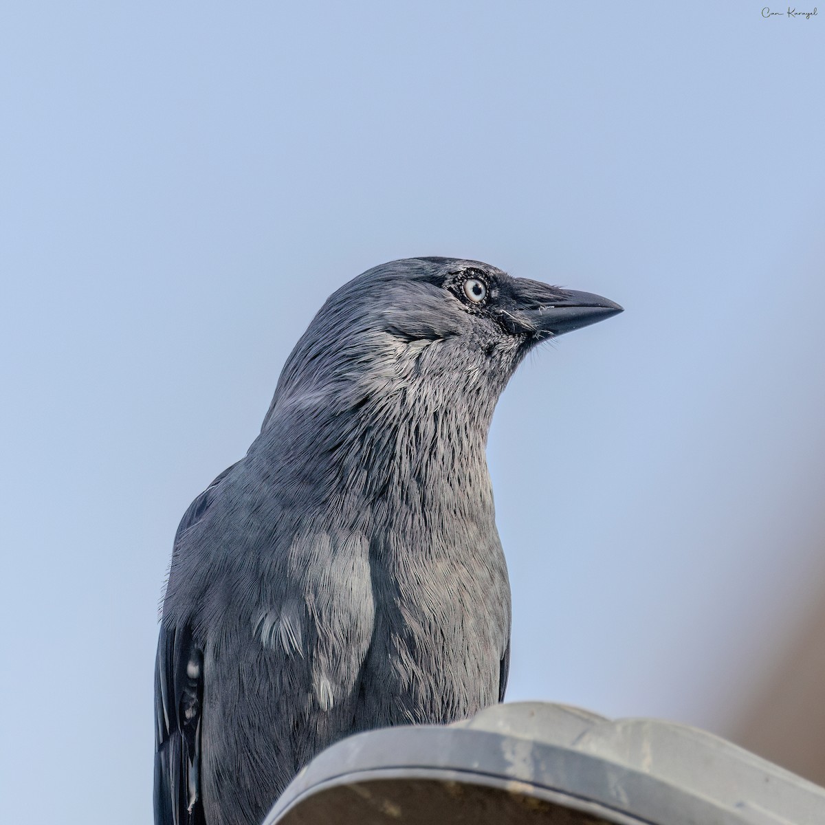 Eurasian Jackdaw - Can Karayel