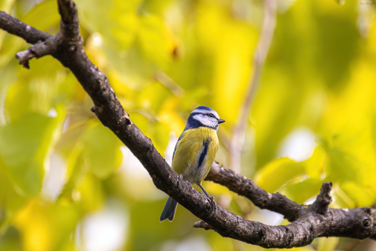 Eurasian Blue Tit - Can Karayel