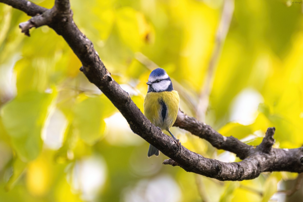 Eurasian Blue Tit - ML610356255