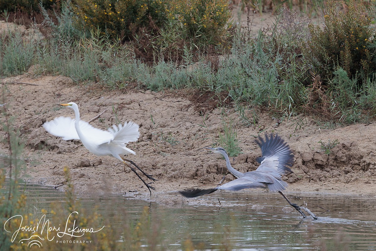 Gray Heron - ML610356275