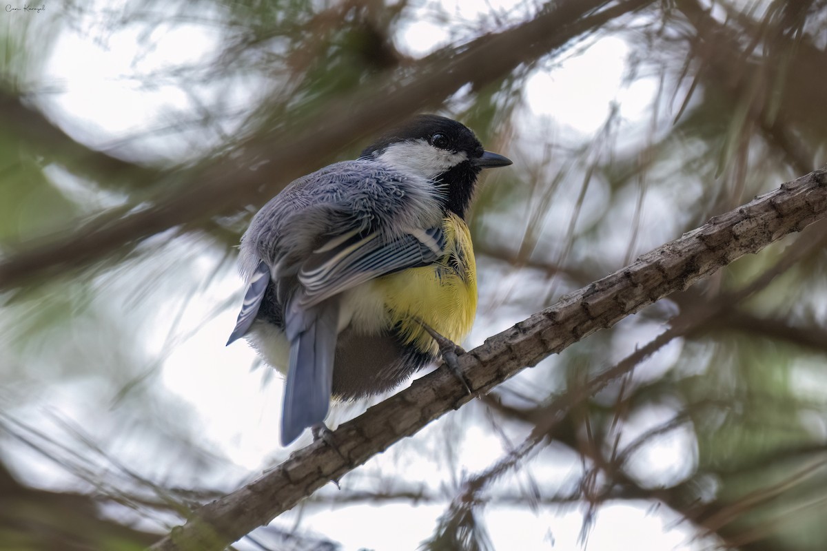 Mésange charbonnière - ML610356354