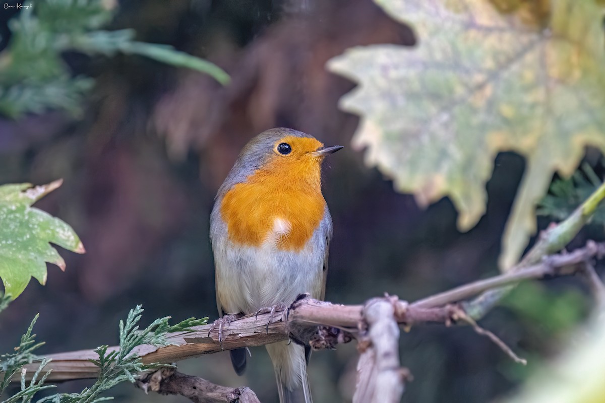 European Robin - Can Karayel