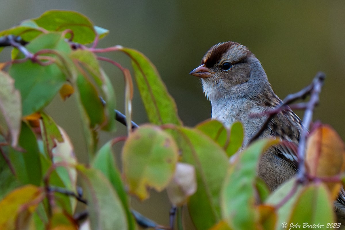 White-crowned Sparrow - ML610356410