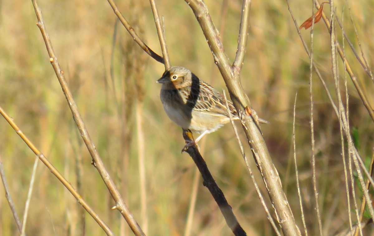 Grasshopper Sparrow - ML610356558