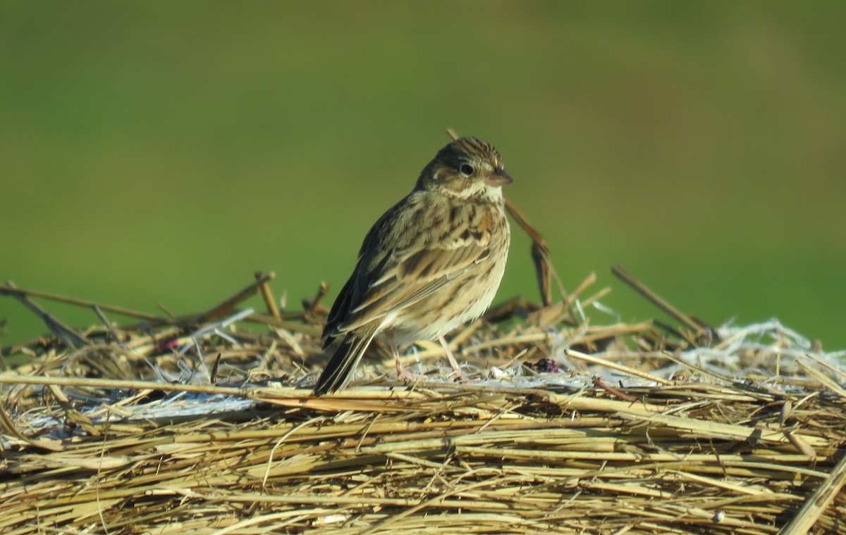 Vesper Sparrow - ML610356560