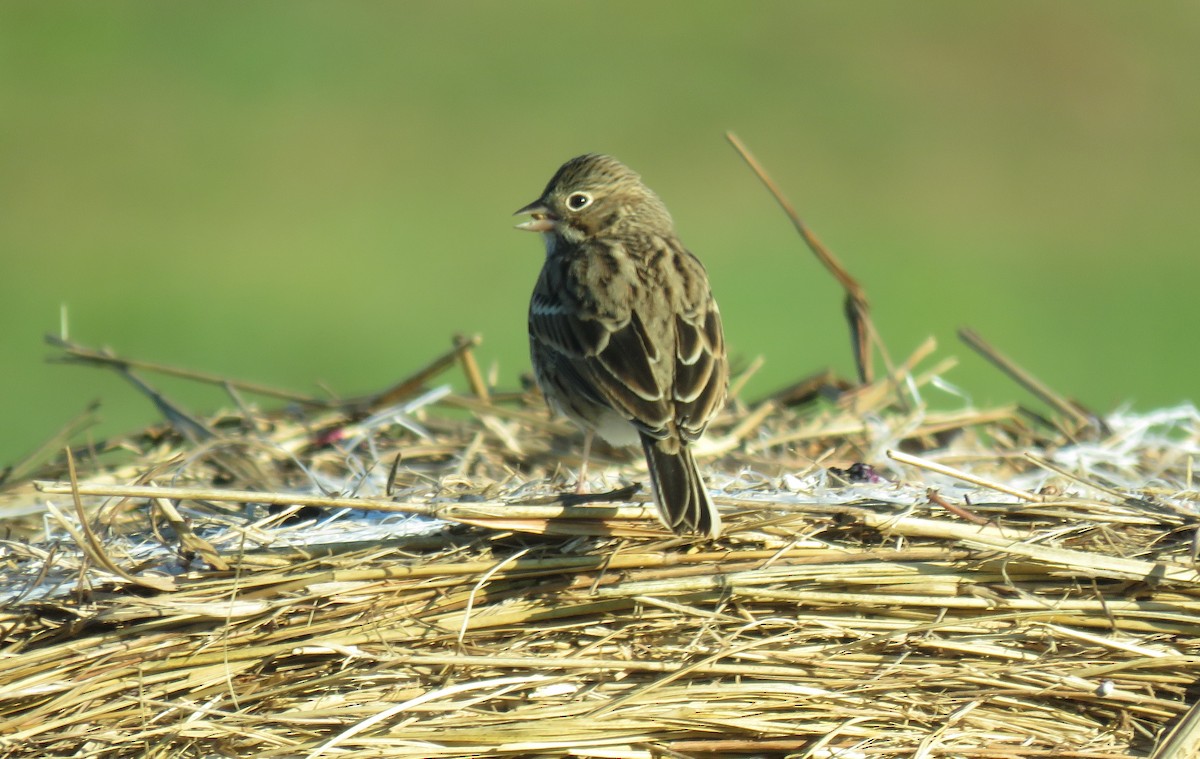 Vesper Sparrow - Toby Hardwick