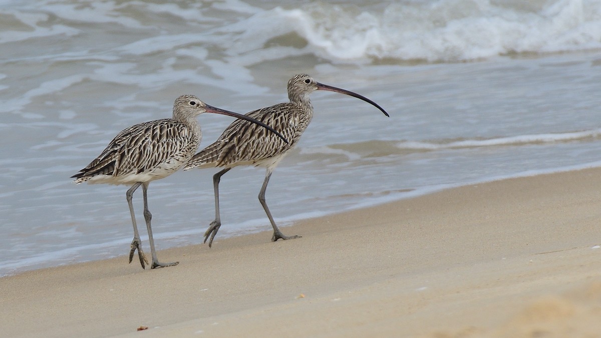 Eurasian Curlew - ML610356680