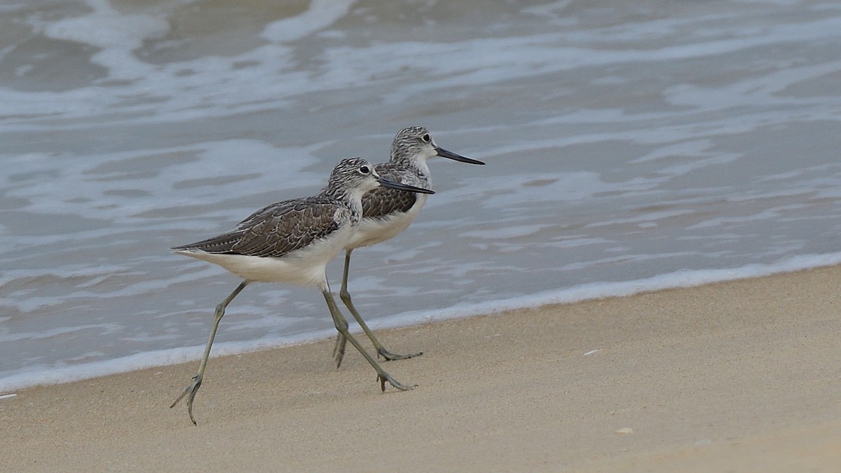 Common Greenshank - Sanjay Malik