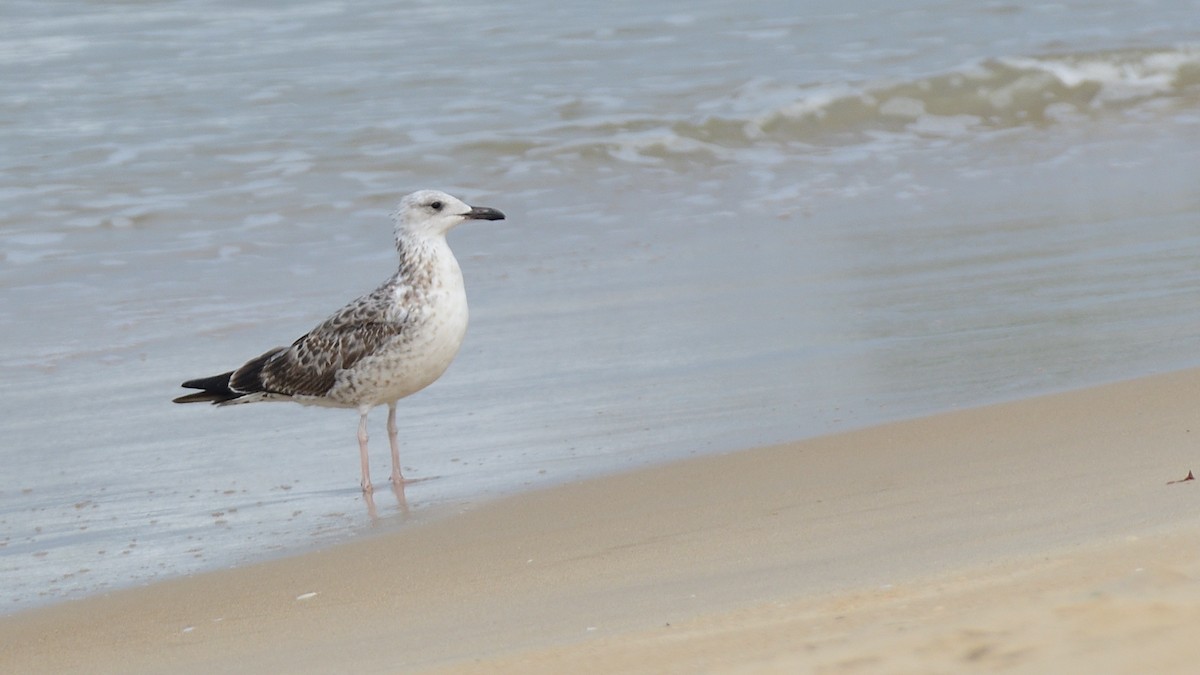 Gaviota Sombría - ML610356696