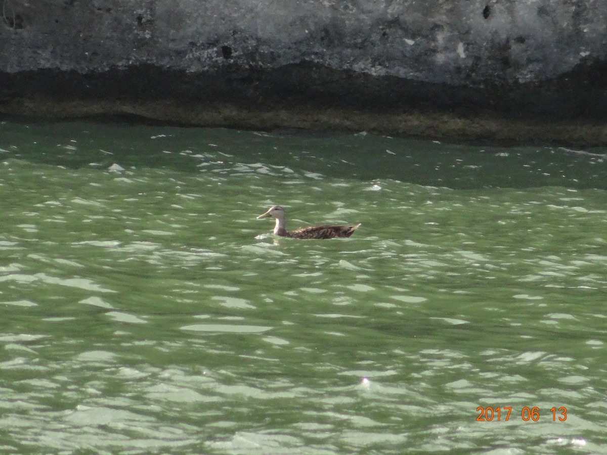 Mottled Duck - ML61035671