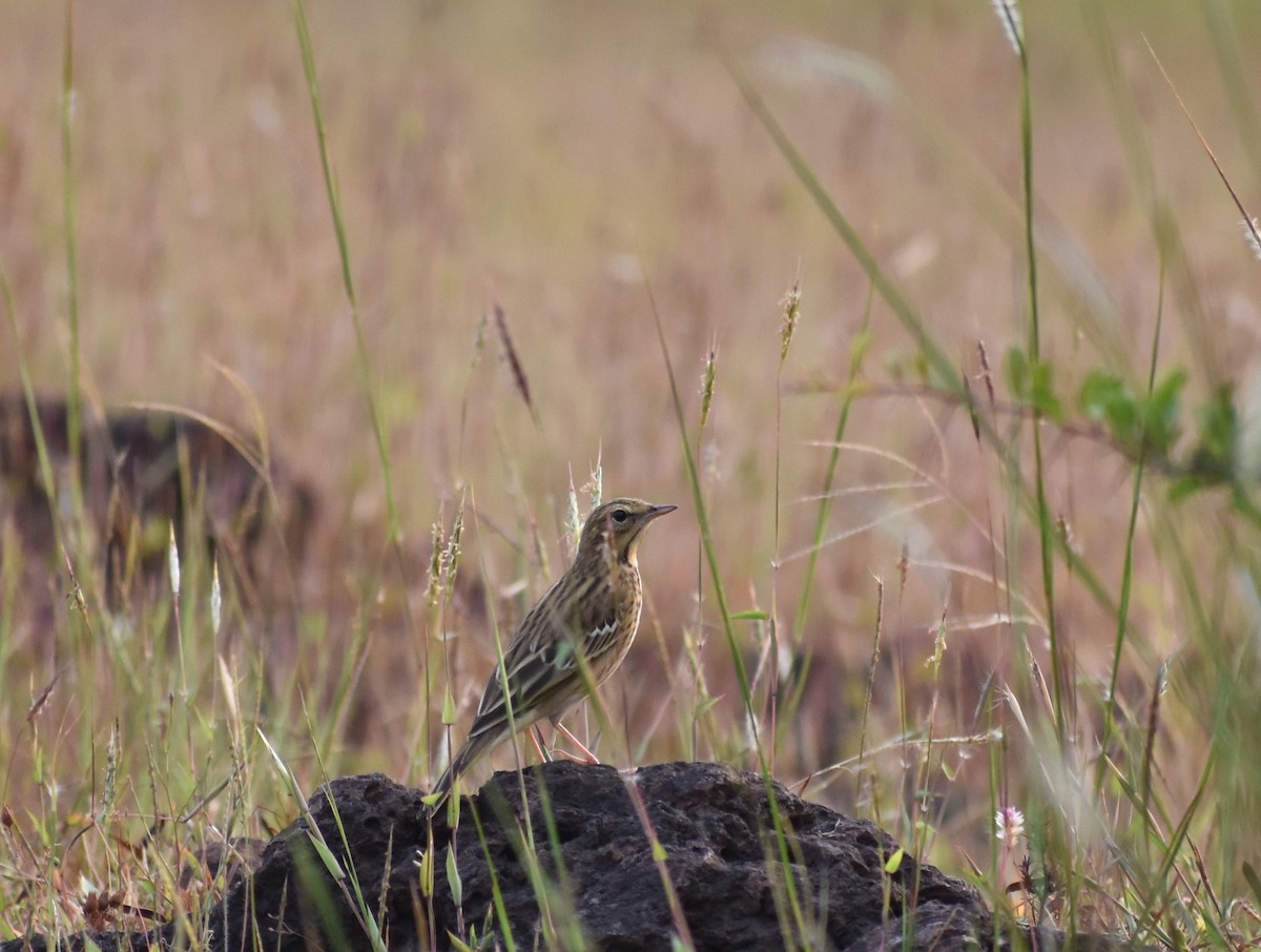 Tree Pipit - ML610356733