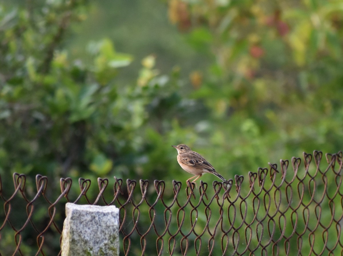 Blyth's Pipit - Anonymous
