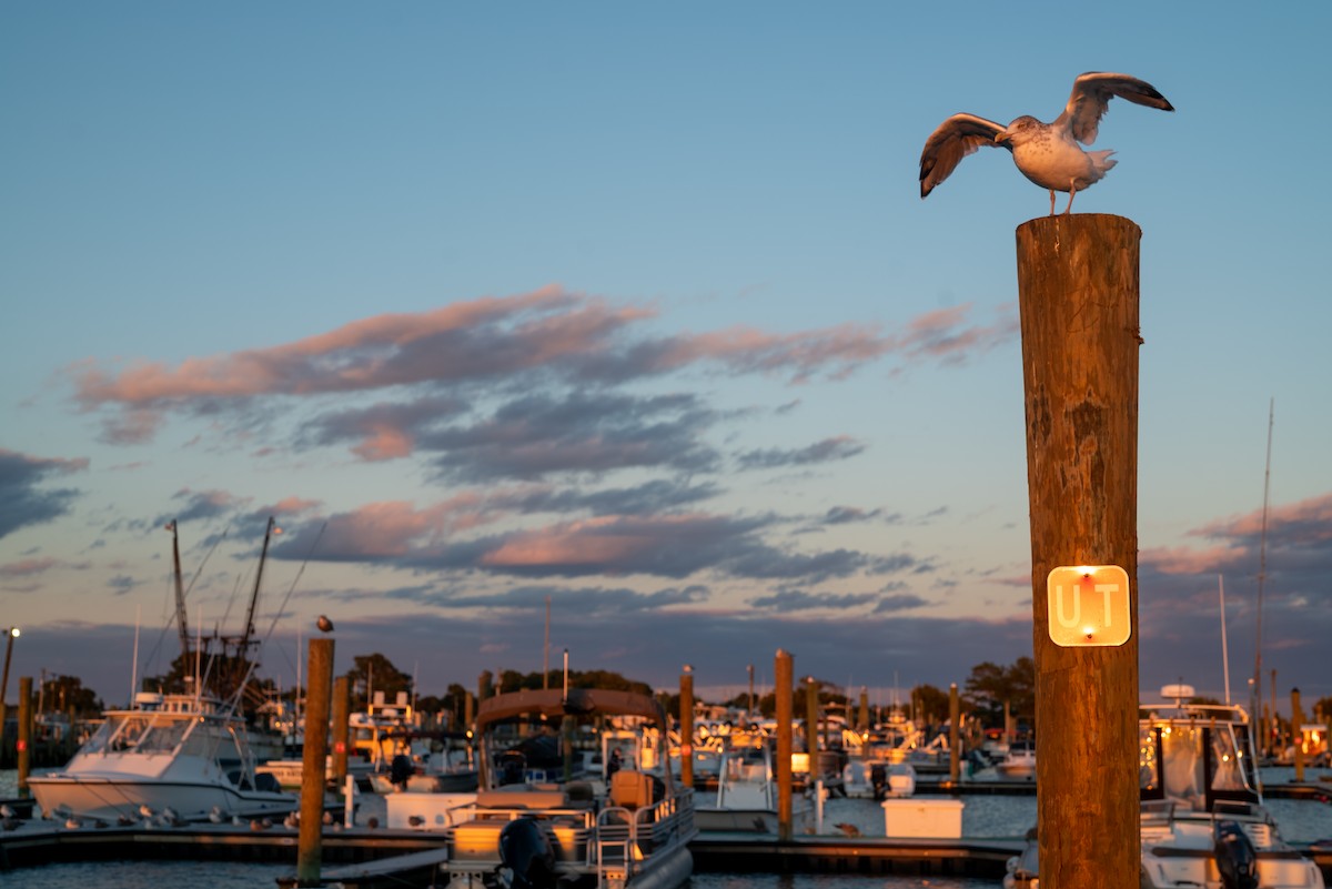 Herring Gull - ML610356773